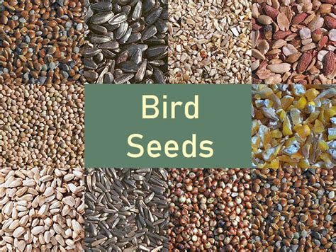 Bird Seed .